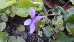 Viola odorata