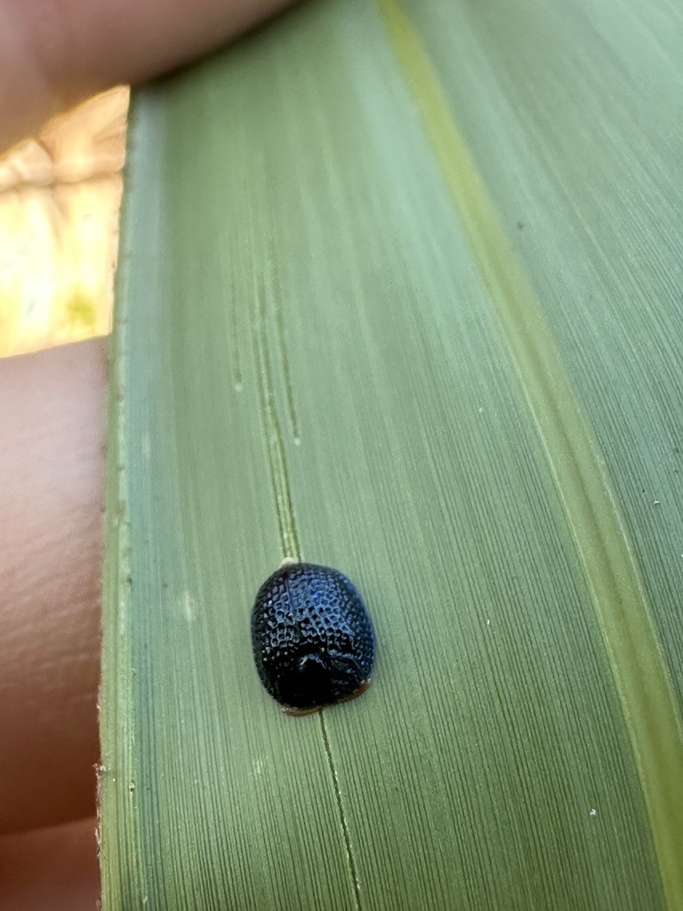 Palmetto Tortoise Beetle from Julington-Durbin Creek Preserve ...