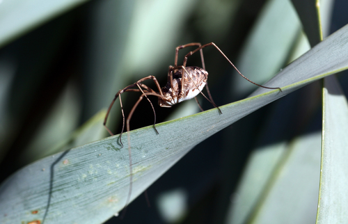Phalangiidae
