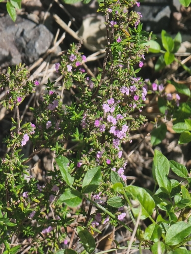 Image of Micromeria maderensis by (c) Vítor Jorge, some rights reserved (CC BY)