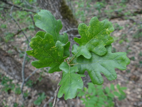 downy oak