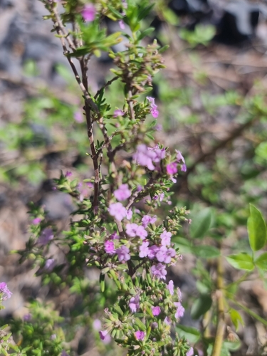 Image of Micromeria maderensis by (c) Vítor Jorge, some rights reserved (CC BY)