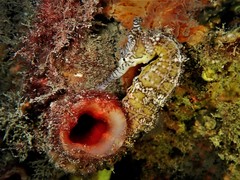 Hippocampus subelongatus