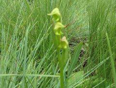 Disperis stenoplectron