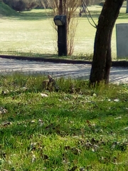 Oryctolagus cuniculus