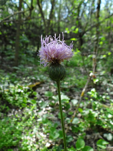 Klasea lycopifolia