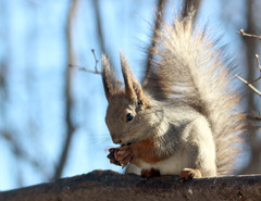 Sciurus vulgaris