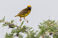 Fox's Weaver photo 1