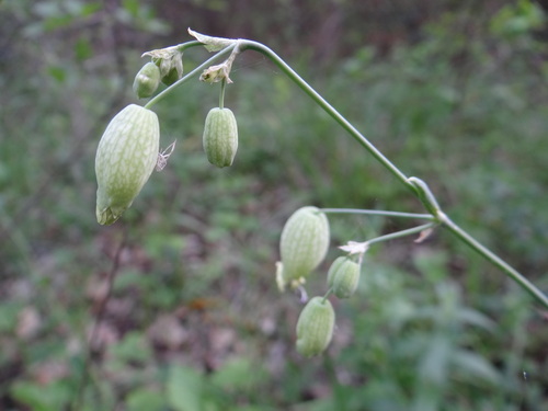 bladder campion