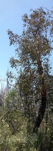 Image of Eucalyptus conspicua by (c) Max Campbell, some rights reserved (CC BY)