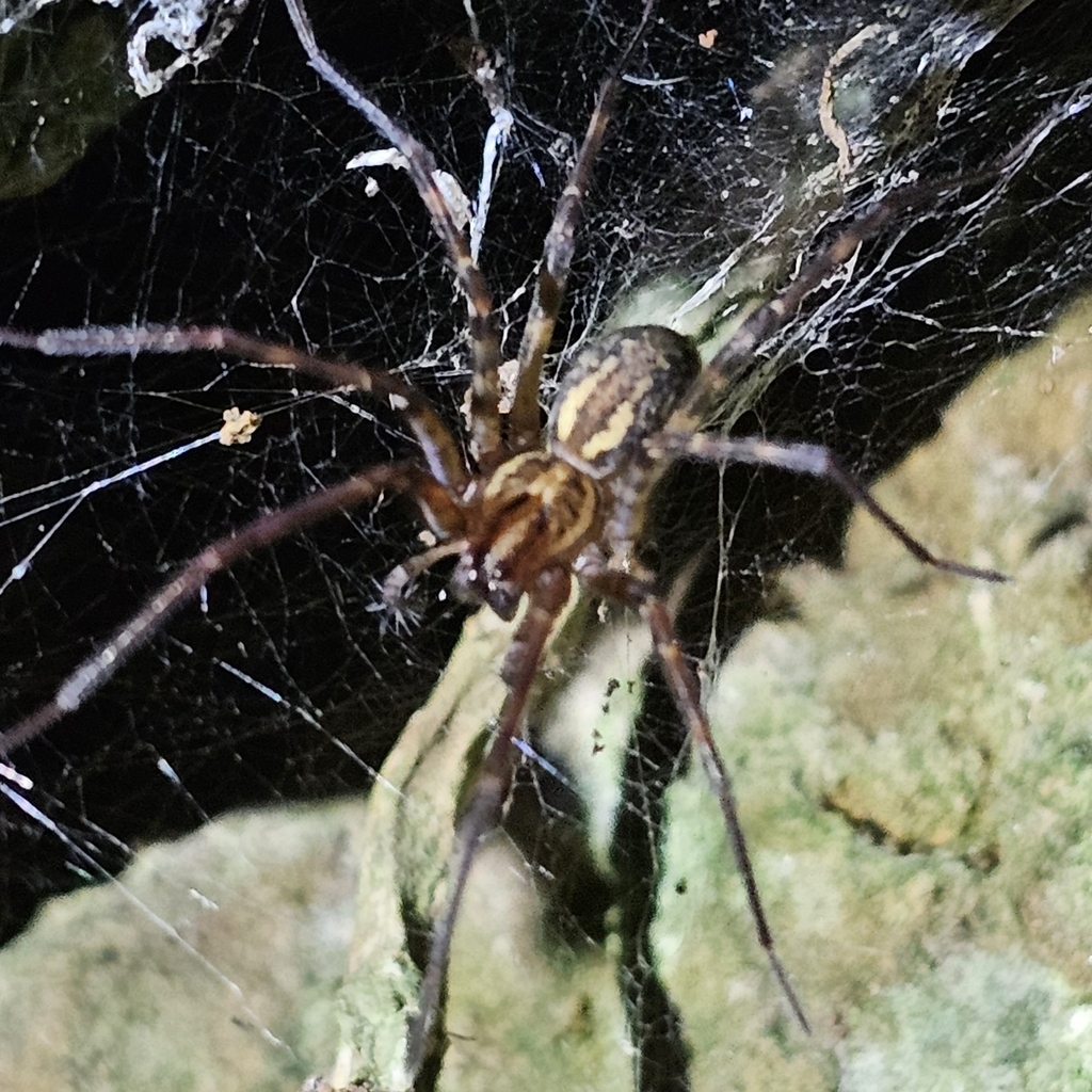 Eratigena inermis