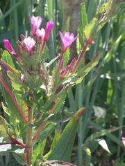 Epilobium ciliatum watsonii