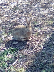 Oryctolagus cuniculus