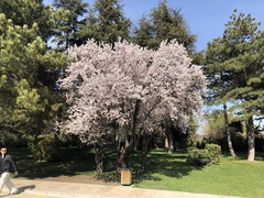 Angiospermae