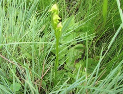 Disperis stenoplectron