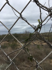 Matelea sagittifolia