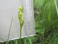 Disperis stenoplectron