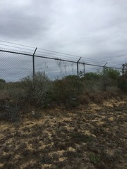 Matelea sagittifolia