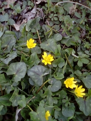 Ficaria verna