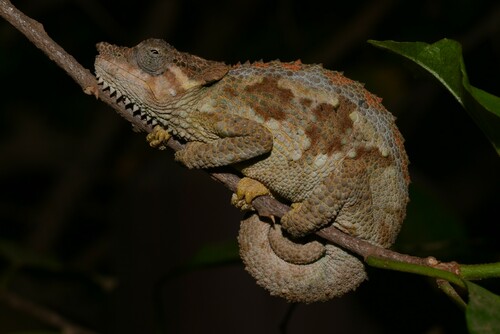 Tanzania Mountain Chameleon, Trioceros tempeli