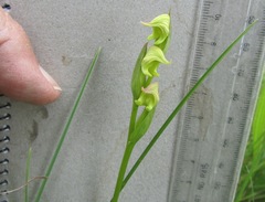 Disperis stenoplectron