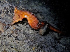 Hippocampus subelongatus