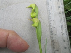 Disperis stenoplectron
