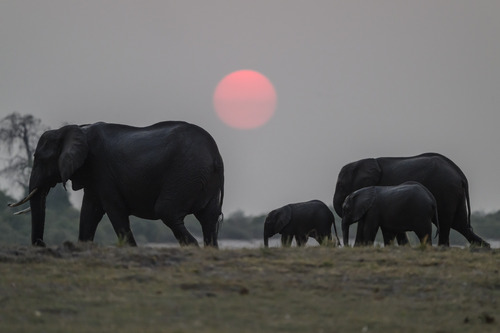 Elephant