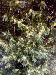 Laurus nobilis