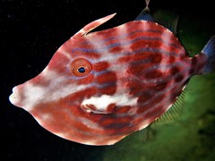 Mosaic Leatherjacket photo 2