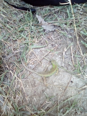 Lacerta bilineata