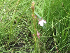 Eulophia zeyheriana