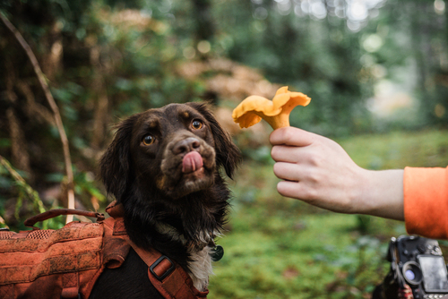 Pacific Golden Chanterelle