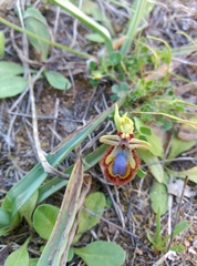 Ophrys speculum
