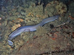 Conger wilsoni