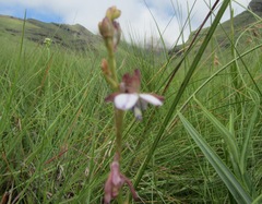 Eulophia zeyheriana