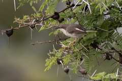 Karamoja Apalis photo 2