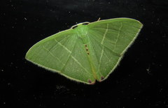 Urolitha bipunctifera