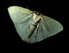 Urolitha bipunctifera