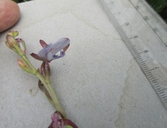 Eulophia zeyheriana