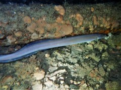 Conger wilsoni