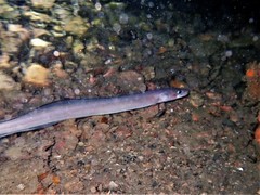 Conger wilsoni