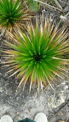 Paepalanthus