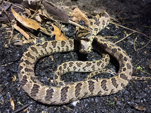 Photo of a Many-spotted Cat Snake (Boiga multomaculata)