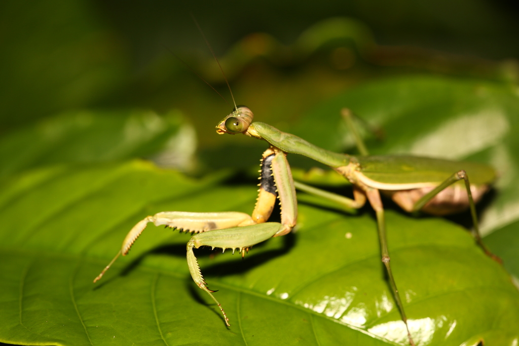Notomantis brunneriana