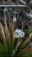 Paepalanthus