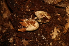 Rhacodactylus leachianus