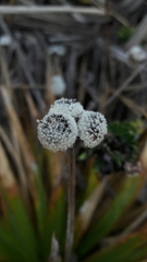 Paepalanthus