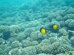 Chaetodon melapterus