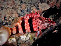 Hypoplectrodes nigroruber